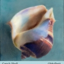 Conch-Shell