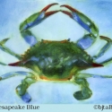 Chesapeake-Blue