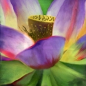 Purple-Lotus-Blossom